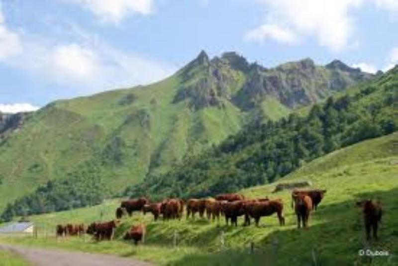 Lilas, Gite Saint Antoine, Orcival, Entre Sancy Et Volcans. Buitenkant foto